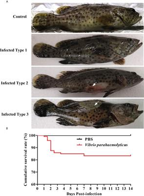 Integrative analyses of mRNA and microRNA expression profiles reveal the innate immune mechanism for the resistance to Vibrio parahaemolyticus infection in Epinephelus coioides